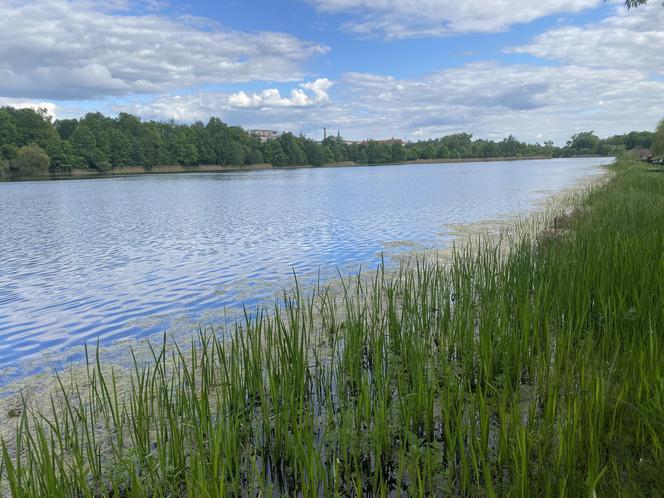 Moczarka nad jeziorem Długim - 2024