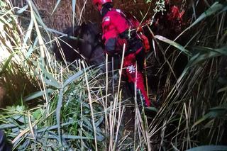 Wyciągali konia z bagien