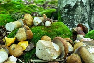 Bieszczady zasypane grzybami