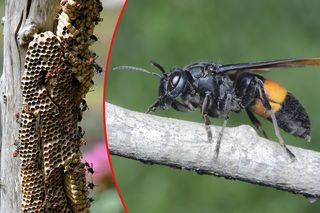 Szerszenie giganty coraz bliżej Polski! Jedno ukąszenie może zabić