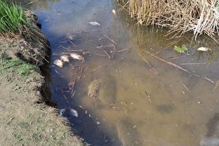 Śnięte ryby w Tarnowie. Co naprawdę dzieje w lokalnych stawach?