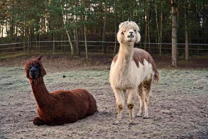 Zwierzęta, które leczą. Magia terapii z futrem i grzywą [POSŁUCHAJ]