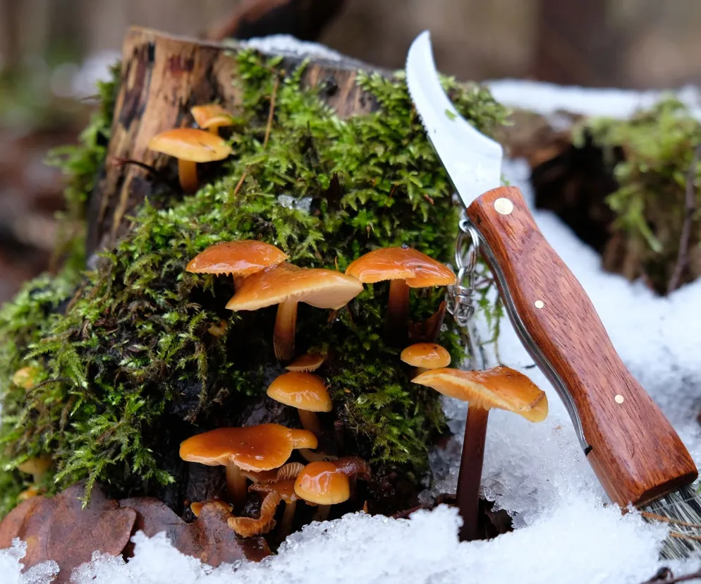 Zimowe grzyby jadalne. Po te grzyby warto zimą wybrać się do lasu 