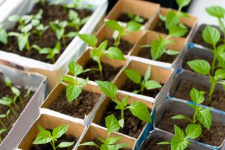 Warzywa z rozsady: wysiew nasion i pielęgnacja rozsady warzyw