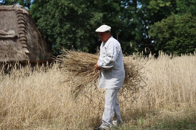 Tak wyglądało kiedyś żniwowanie na polskiej wsi