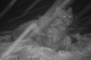 Nie wszystkie niedźwiedzie w Bieszczadach już śpią. Niektóre można spotkać. Dały się przyłapać! 