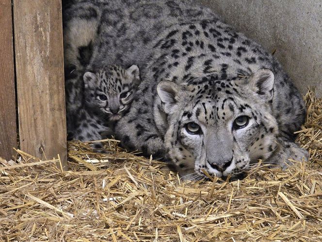 W śląskim zoo na świat przyszły dwie urocze pantery śnieżne. Tak rodzi się piękno