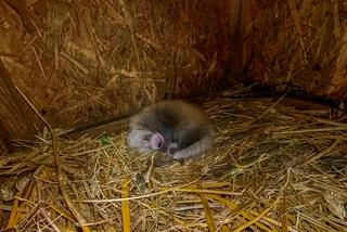 W łódzkim ZOO urodziła się panda mała