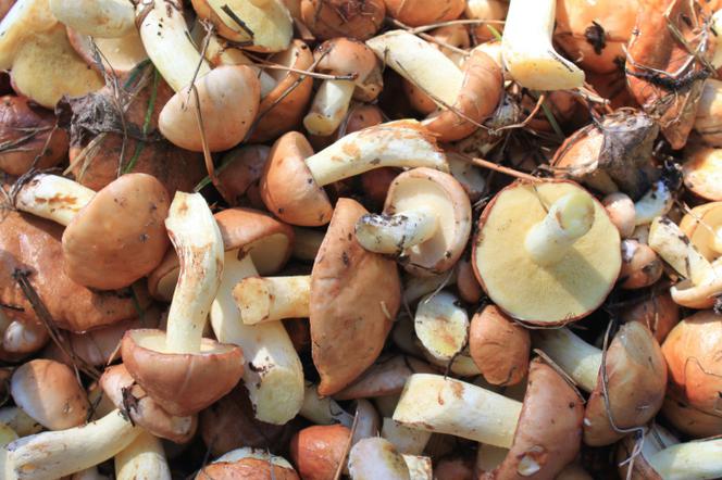 Czy warto jeść grzyby? Wartości odżywcze grzybów