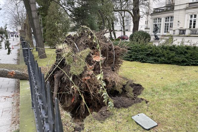 Warszawa: Al. Ujazdowskie, drzewo wyrwane z korzeniami spadło na chodnik i zablokowało ulice. Drzewo zahaczyło o autobus miejski