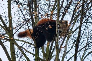 Panda, która uciekła z poznańskiego ZOO