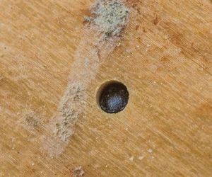 Leśnicy wyłapują groźne owady