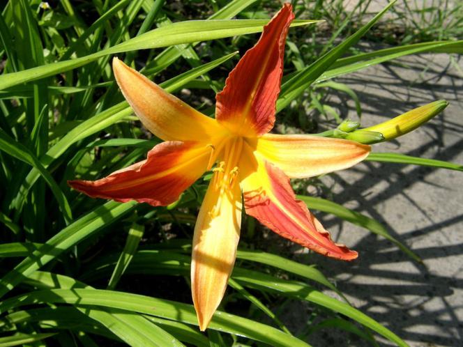 Liliowiec 'MY Gunever'