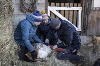 Rolnicy. Podlasie, odcinek 15 (sezon V)