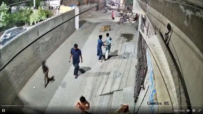 Lew rzucił się na dzieci i kobietę pośrodku ulicy! Oto, co stało się potem