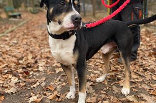 Porzucili psiaka w walentynki i złamali mu serce. Obrońcy zwierząt nazwali go Amor