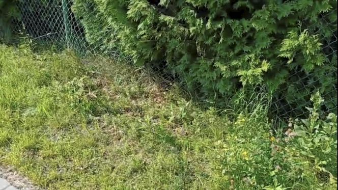 21 latka wróciła z pracy i zabiła nastolatka