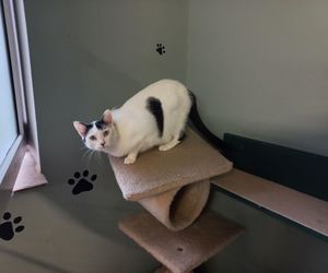 Poszukiwani wolontariusze do pomocy w Kociarni w Lesznie