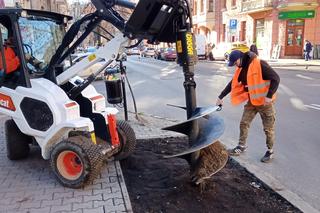 Nowe nasadzenia w Lublinie