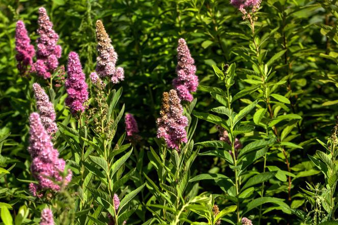 Tawuła Billarda - Spiraea billardii