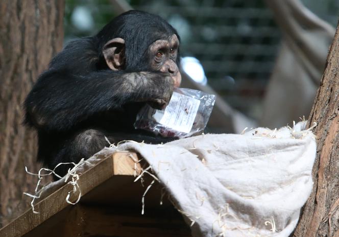 Czwarte urodziny szympansa Frodo