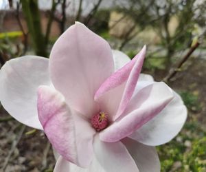 Magnolie - królowe ogrodów i skwerów 