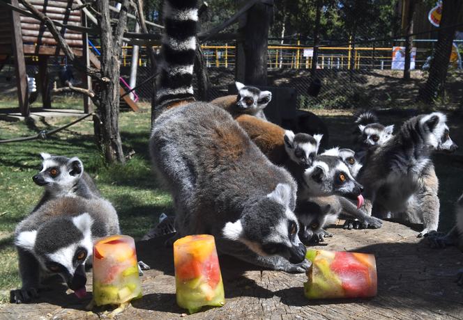 Lody z rybami i zimne prysznice – tak zwierzęta w Zoo radzą sobie z upałami [ZDJĘCIA]