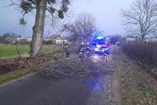 Drzewa na samochodach, zerwane dachy, brak prądu. Skutki wichury w Toruniu i okolicach