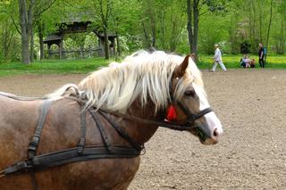 Pierwsze prace polowe w Muzeum Wsi Lubelskiej. Najważniejszy był koń