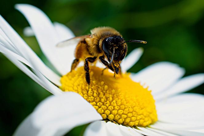 Pszczelarze powoli szykują się do sezonu 