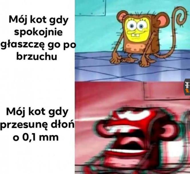 Dzień Kota 2020