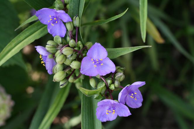 Trzykrotka wirginijska - Tradescantia virginiana