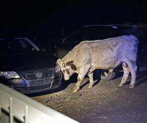 Rozjuszone byki siały postrach w Małopolsce. Niszczyły samochody, raniły mężczyznę