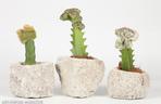 Wilczomlecz mleczny 'Cristata'