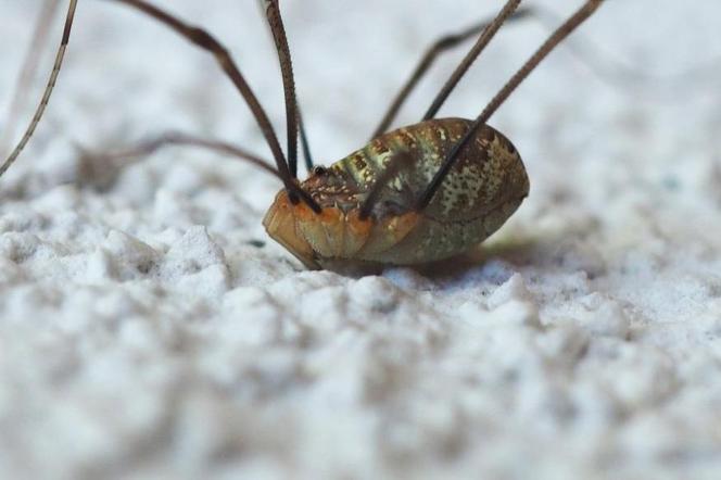 Polskie skorpiony wchodzą do domów i garaży. To sprawni myśliwi! Jest komunikat Lasów Państwowych