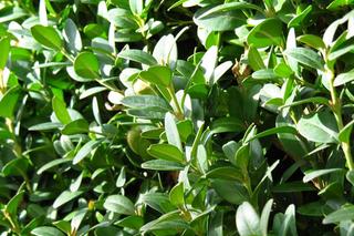 Bukszpan to gęsty krzew liściasty 