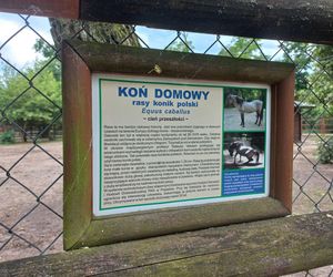 Mini ZOO w Lesznie ma nowych mieszkańców. To owce, konie i osioł