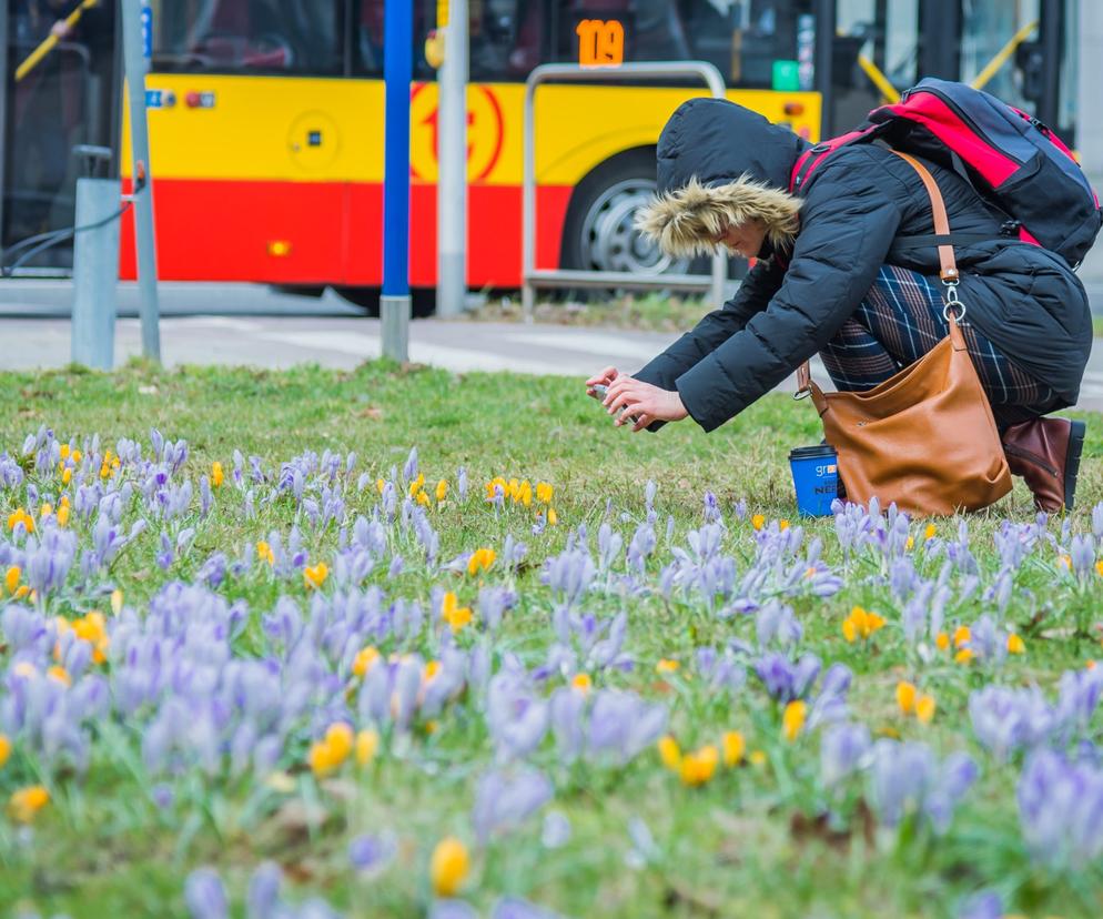 Warszawa jak ogród – krokusy w przestrzeni publicznej