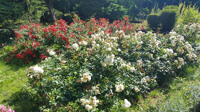 Są kolorowe, pachnące i... smaczne! Ogród Botaniczny zaprasza na jadalne kwiaty