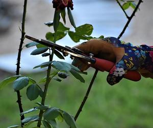 Trwa rewitalizacja ogrodu kwiatowo-ziołowego w parku-arboretum w Gołuchowie