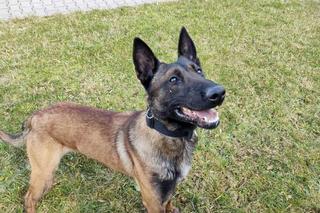 Szewron dołączył do grona policjantów. To zawodowiec do zadań specjalnych na czterech łapach