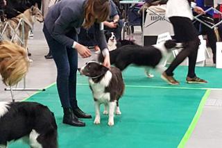 Tysiące psów i odwiedzających. II Międzynarodowa wystawa Psów Rasowych odbyła się w Bydgoszczy