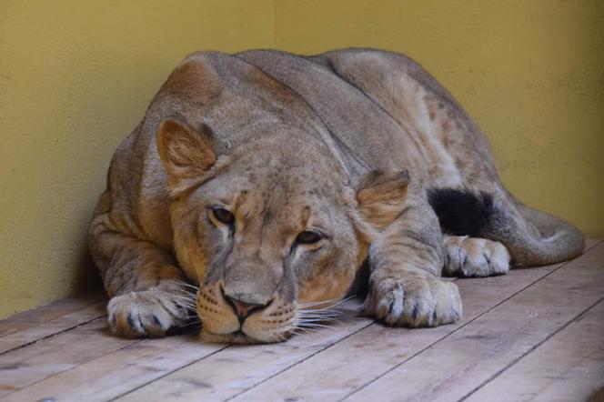 Lwica z kijowskiego ZOO