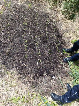 Około 100 sadzonek konopii znaleziono przy ul. Skotnickiej