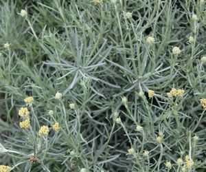 Helichrysum Tall Curry – kocanka curry: jak stosować tę roślinę przyprawową?