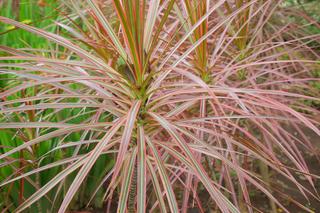Dracena obrzeżona, Dracena marginata
