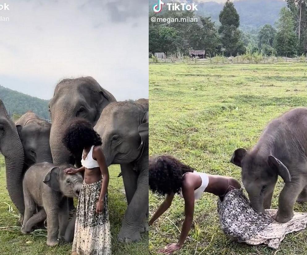  Chciała pozować ze słonikiem do zdjęć. Rozebrał ją do gaci! Wideo