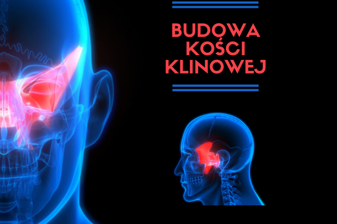 Budowa kości klinowej