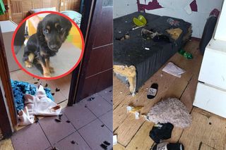 Zostawiła psy i wyjechała na wakacje. Jeden zmarł z głodu, drugi walczy o życie