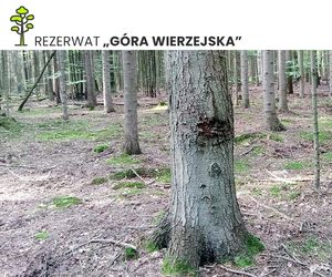 Góry Wierzejska pod Kielcami będzie nowym rezerwatem